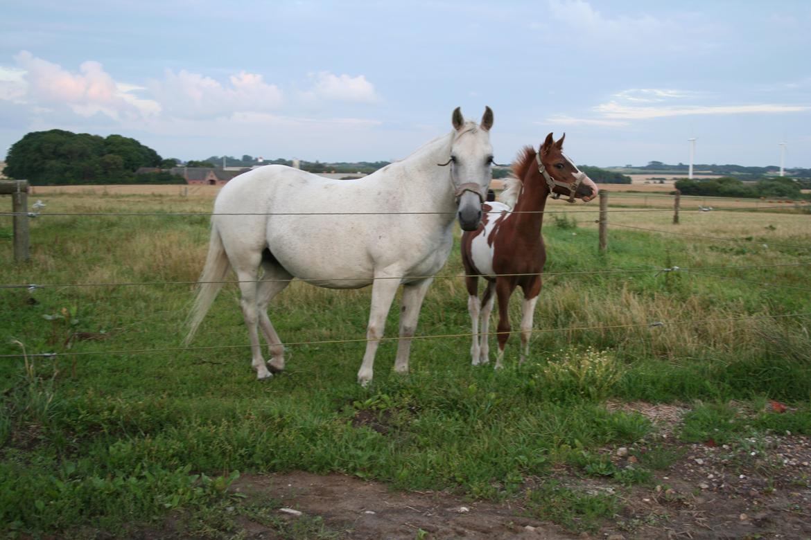 Anden særlig race Lady (Gaga) - Lady og lamaen :) billede 4
