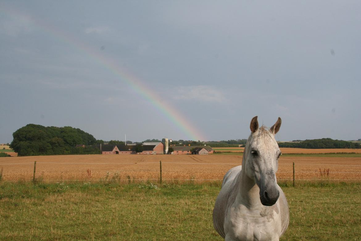 Anden særlig race Lady (Gaga) billede 6