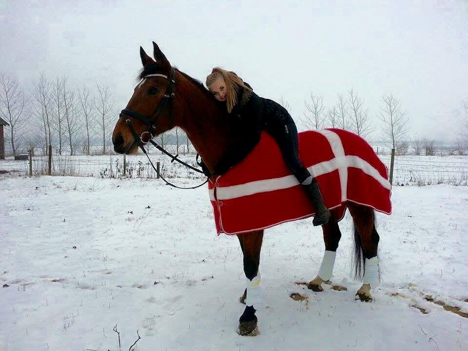 Dansk Varmblod Nygårds Brown Sugar *Himmelhest* - 9. januar 2016 - Elsker den hest helt op til stjernene og tilbage igen <3 billede 6