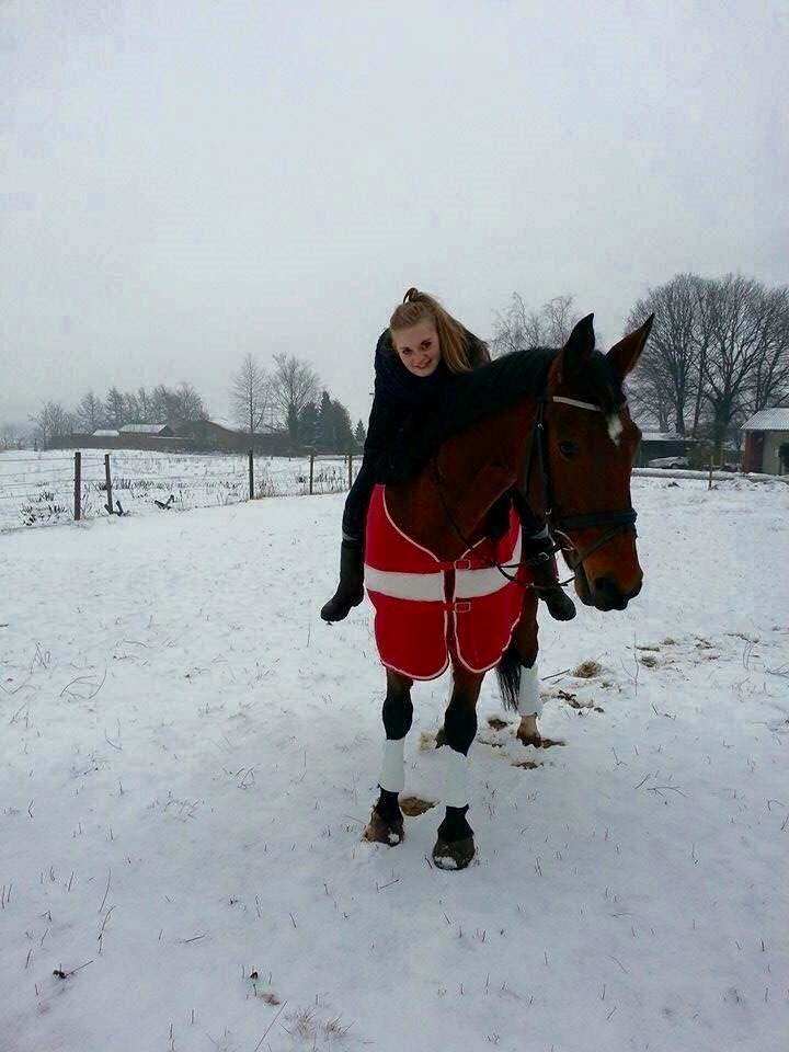 Dansk Varmblod Nygårds Brown Sugar *Himmelhest* - 9. januar 2016 - ALTID MED - ALDRIG UDEN <3 :* billede 12