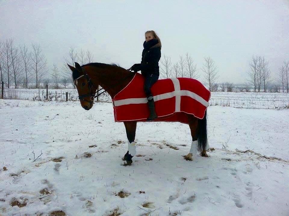Dansk Varmblod Nygårds Brown Sugar *Himmelhest* - 9. januar 2016 - Fin opstilling <3 billede 16