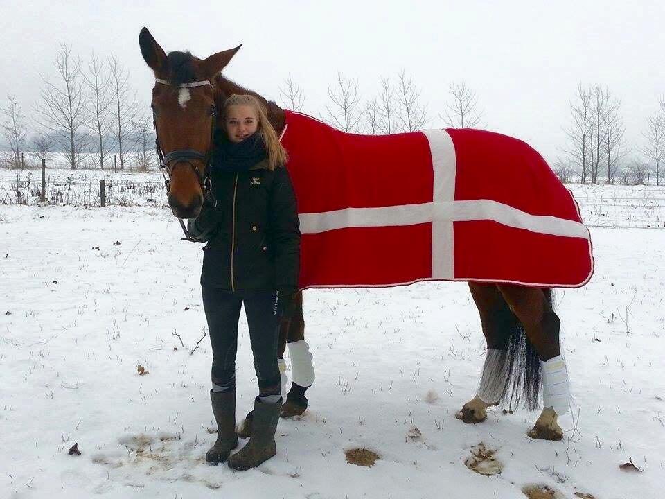 Dansk Varmblod Nygårds Brown Sugar *Himmelhest* - 9. januar 2016 - Fotoshoot i sneen <3 Min hest er en ren foto model <3 billede 2