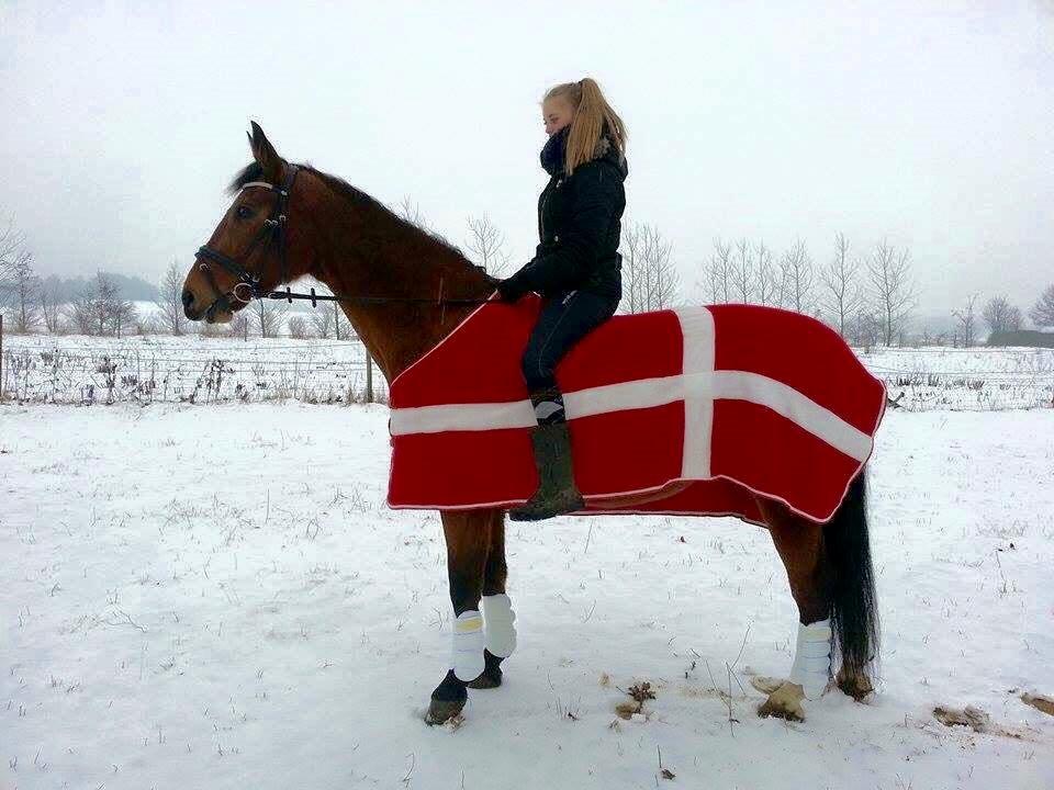 Dansk Varmblod Nygårds Brown Sugar *Himmelhest* - 9. januar 2016 -  Fotoshoot - Fin opstilling  billede 9