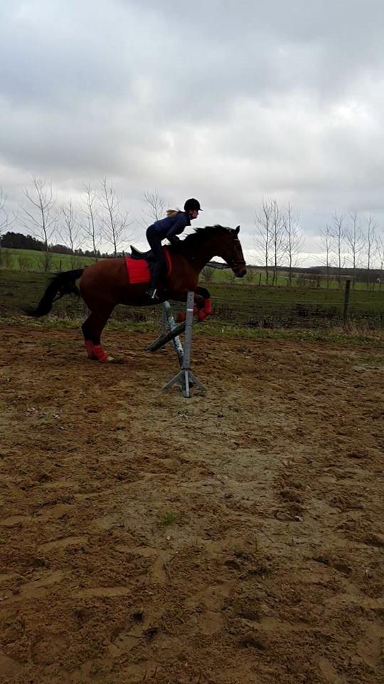 Dansk Varmblod Nygårds Brown Sugar *Himmelhest* - 21. december 2015 - Første gang vi springer med mig som ejer <3 billede 8