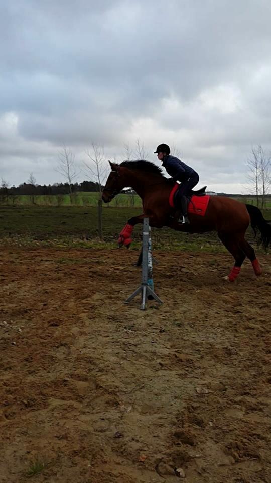 Dansk Varmblod Nygårds Brown Sugar *Himmelhest* - 21. december 2015 - Frem med benene ;) <3 billede 17