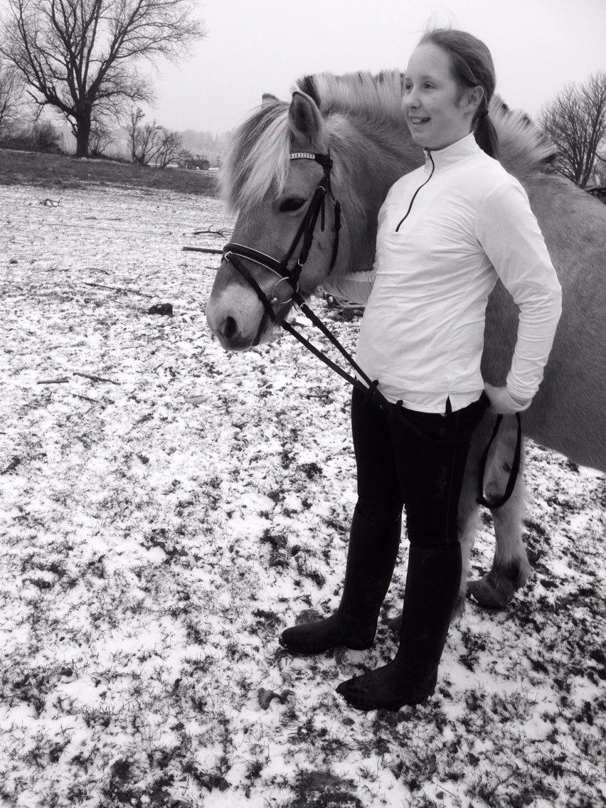 Fjordhest Shavanna  billede 15