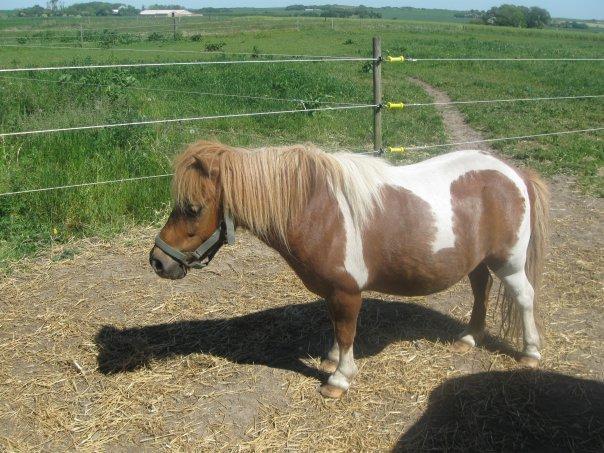 Shetlænder Tarzan - Fra da vi lige havde fået ham :) billede 2