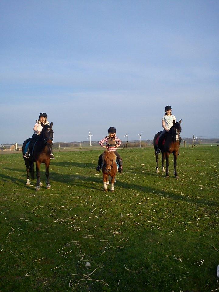 Shetlænder Tarzan billede 4