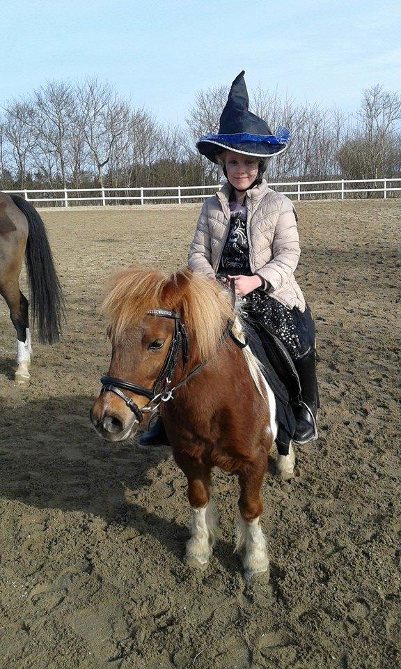 Shetlænder Tarzan - Min lillesøster og Tarzan til fastelavn :) billede 5