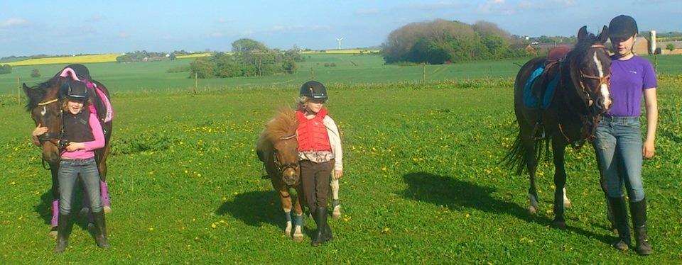 Shetlænder Tarzan billede 6