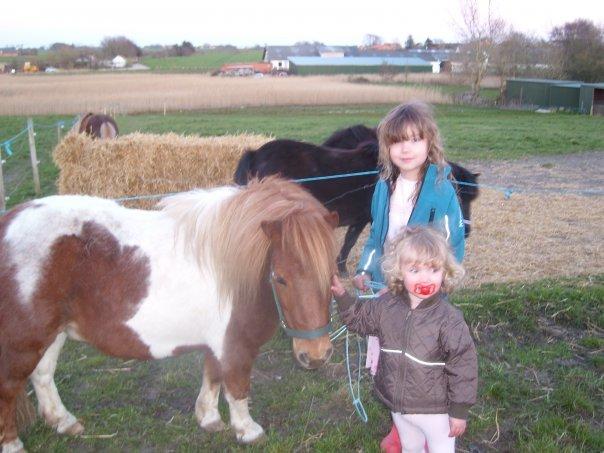 Shetlænder Tarzan - Da vi var oppe  for at kigge på ham i 2009 billede 7