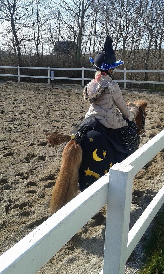 Shetlænder Tarzan - Fastelavn billede 8