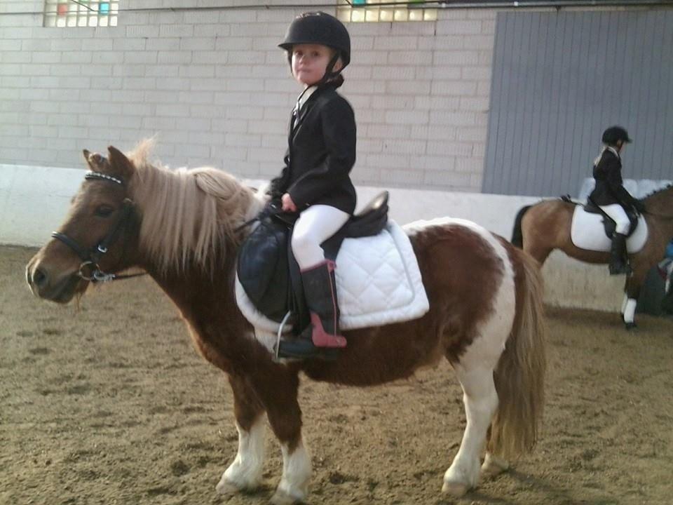 Shetlænder Tarzan - laaang tid siden  billede 9