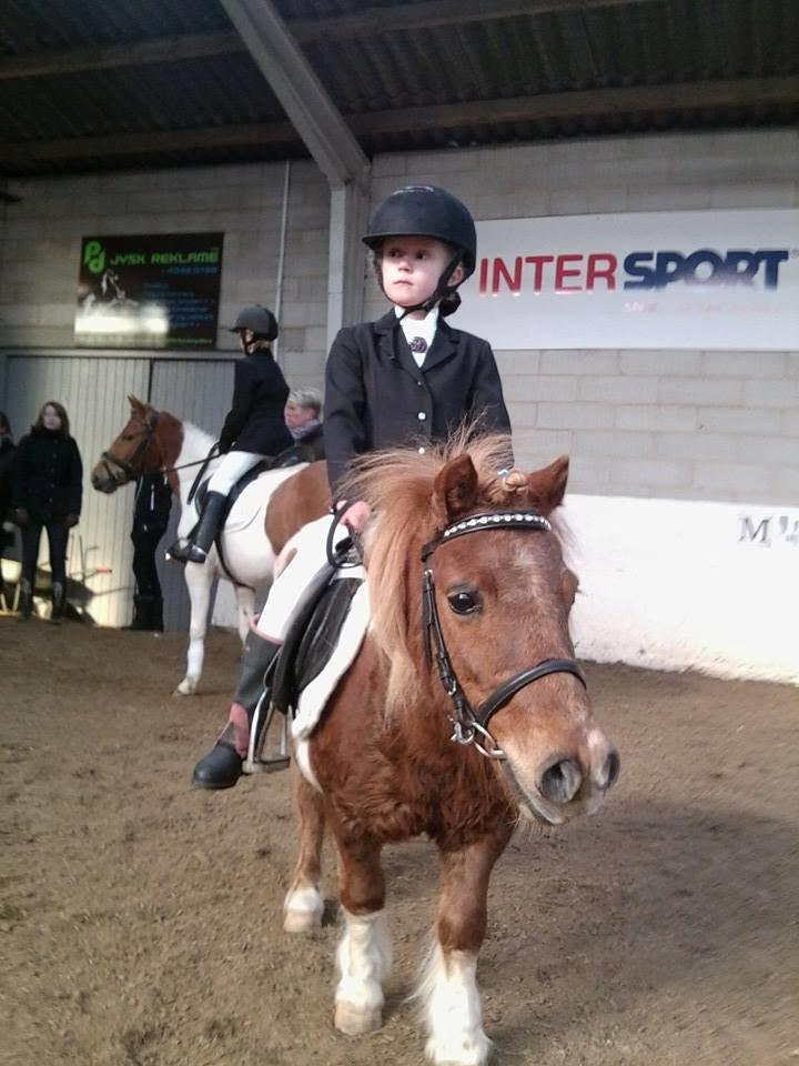 Shetlænder Tarzan - lidt svedig? :))) billede 10