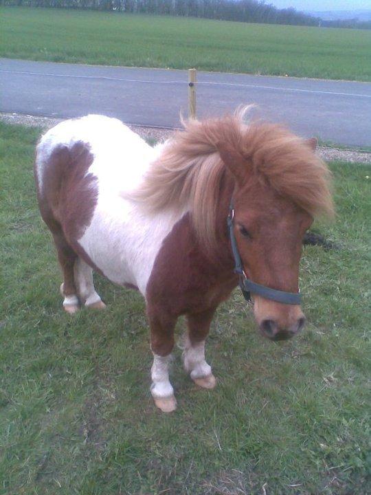 Shetlænder Tarzan billede 11