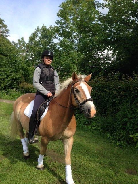 Haflinger Theo - Sankt Hans billede 2