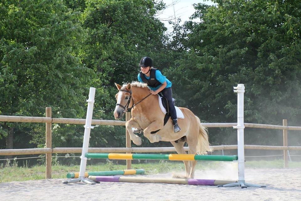 Haflinger Theo - Første rigtige spring billede 1