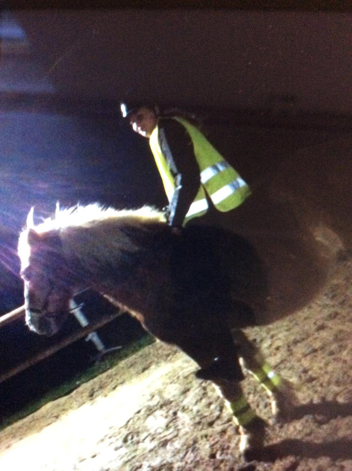 Haflinger Theo - Trafiktur uden sadel billede 4
