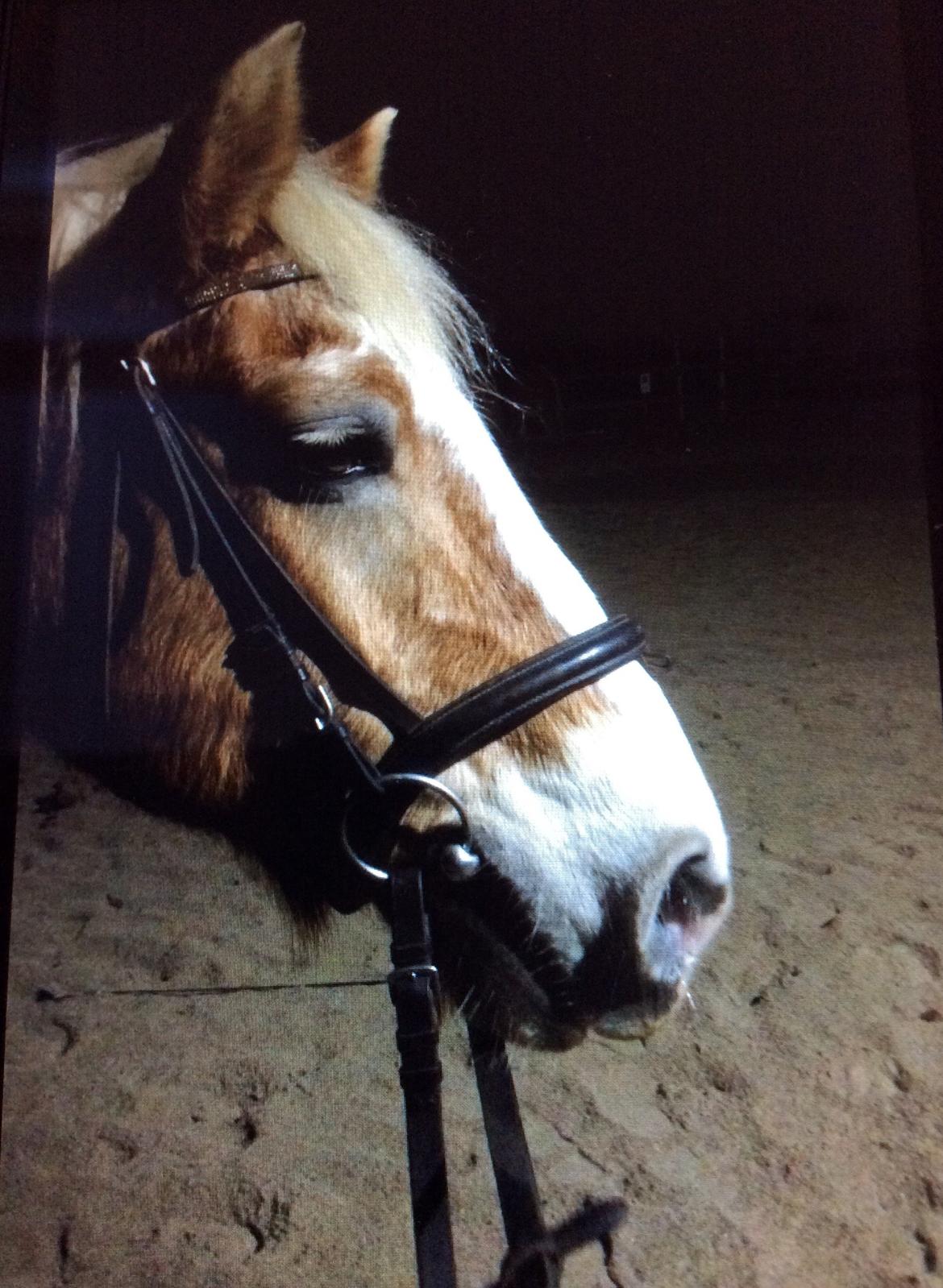 Haflinger Theo - Mørk aften billede 3