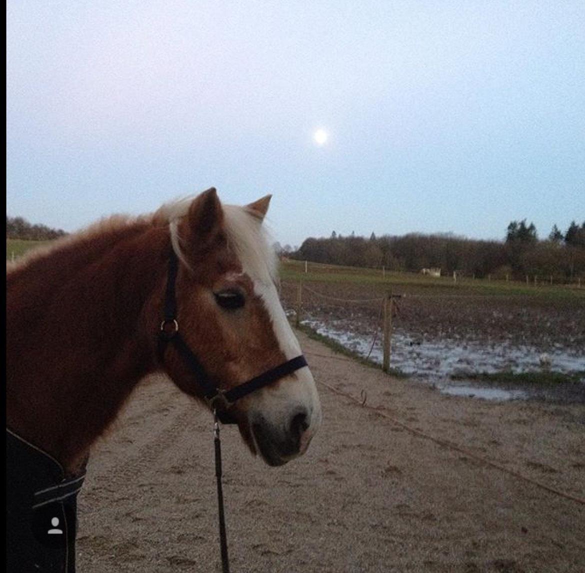 Haflinger Theo - Måneskins træning billede 7