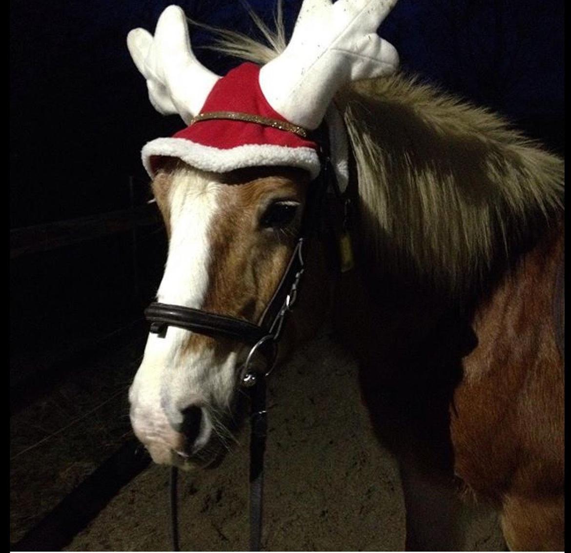 Haflinger Theo - Jul jul! billede 8