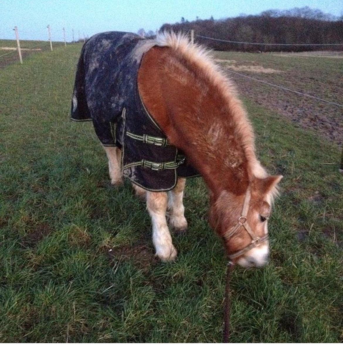 Haflinger Theo - Ind fra fold billede 9