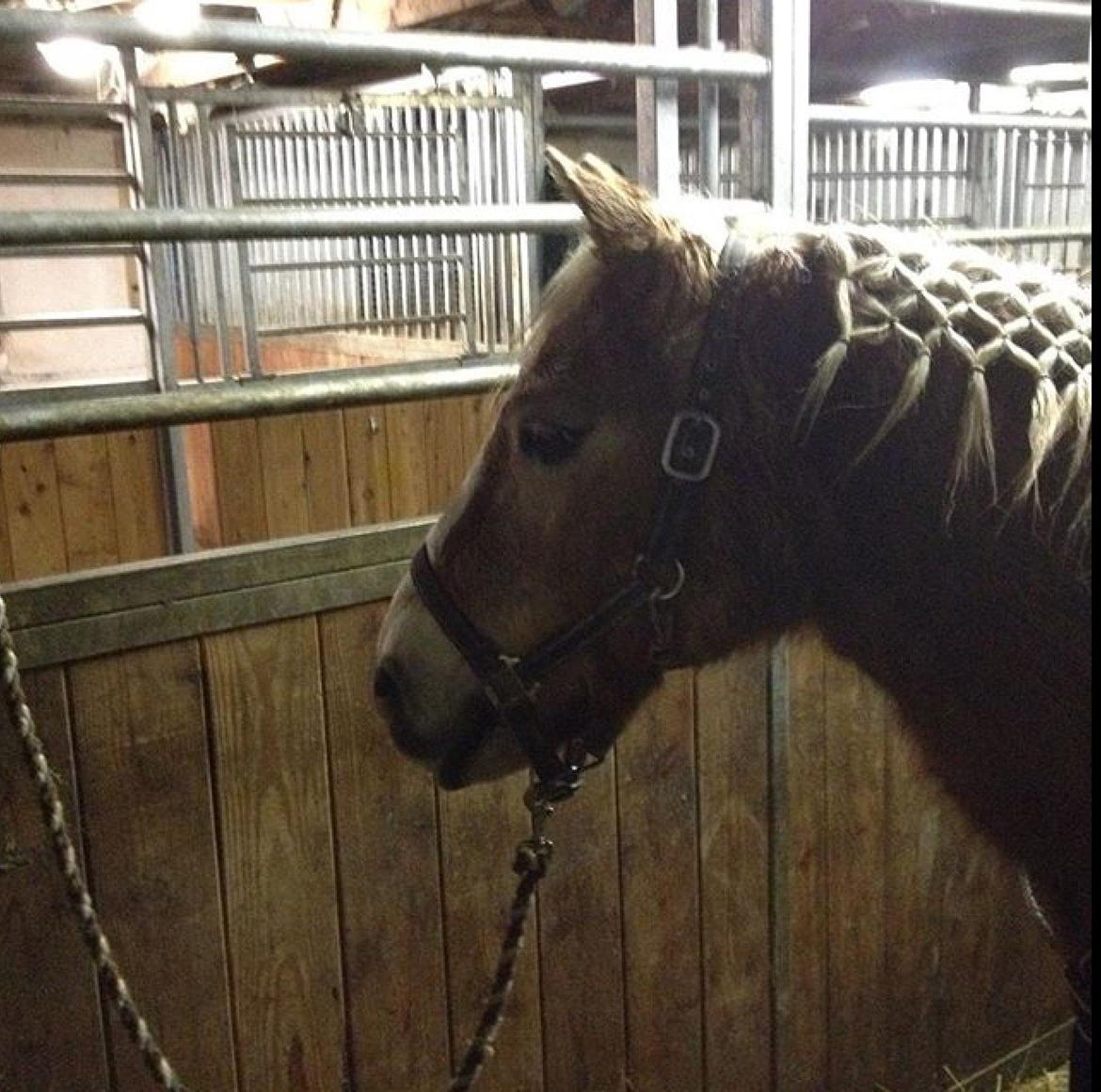 Haflinger Theo - Flet net billede 10