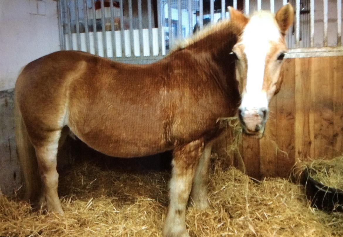 Haflinger Theo - Stald hygge billede 5