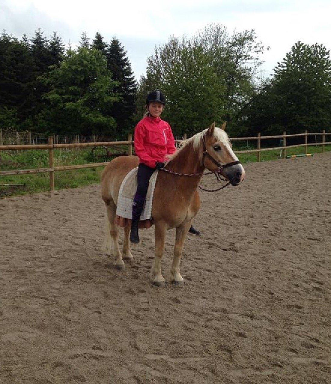 Haflinger Theo - Efektiv håndklæde ridning. billede 12