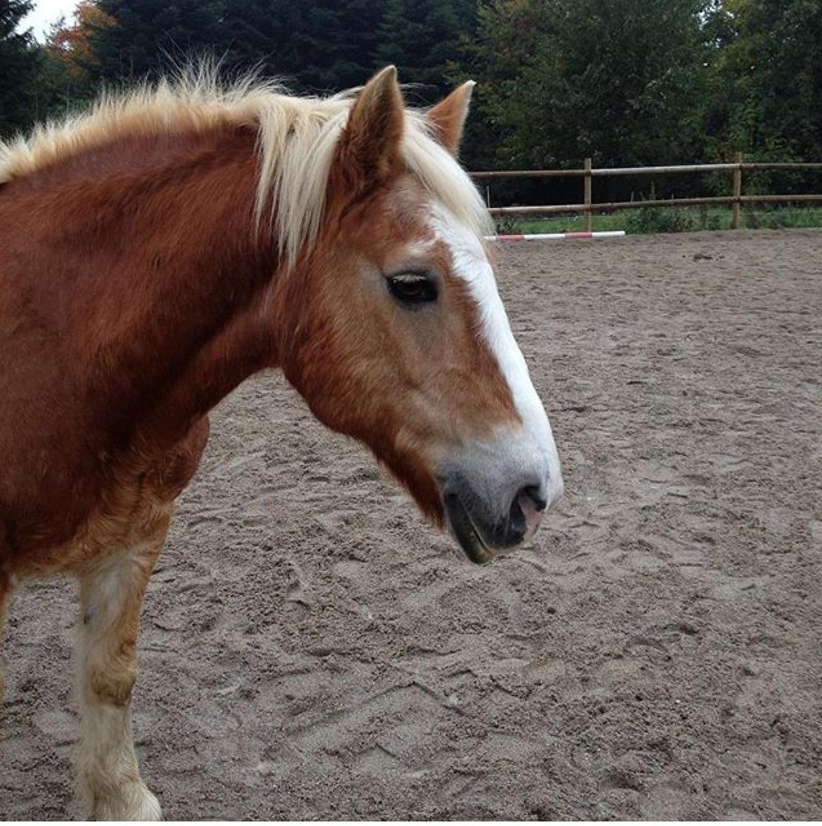 Haflinger Theo - Træning billede 13