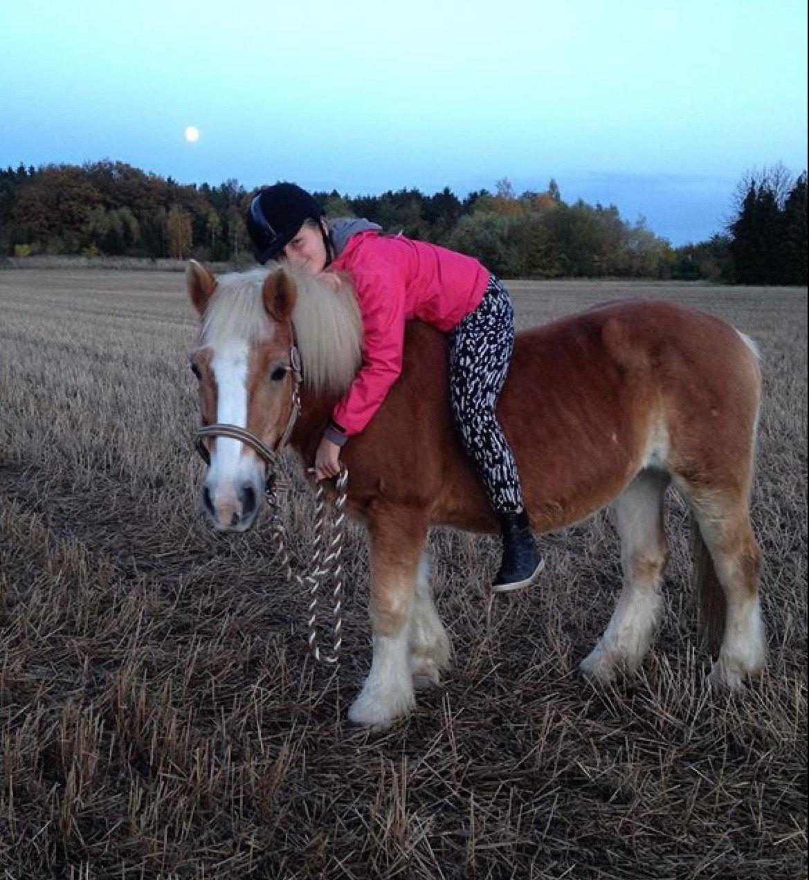 Haflinger Theo - Hygge tur om marken billede 14