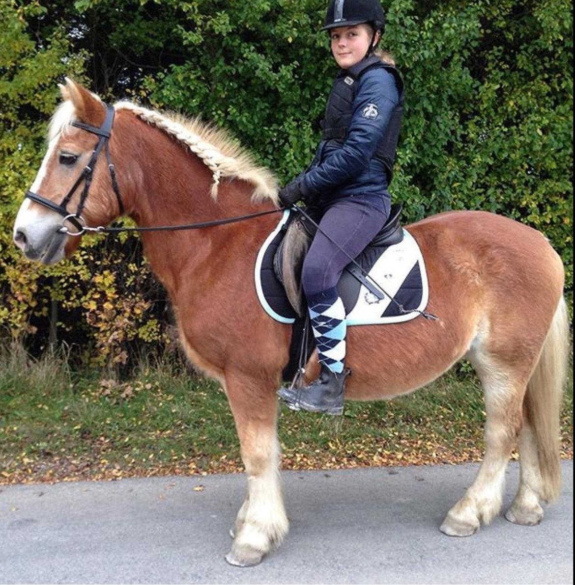 Haflinger Theo - Bytur på Theomussen billede 17