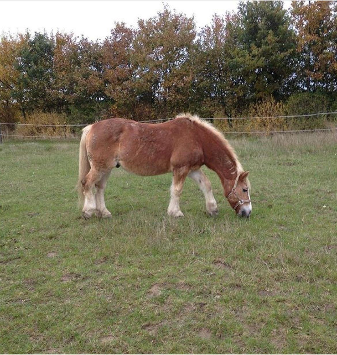 Haflinger Theo - Græææs billede 18