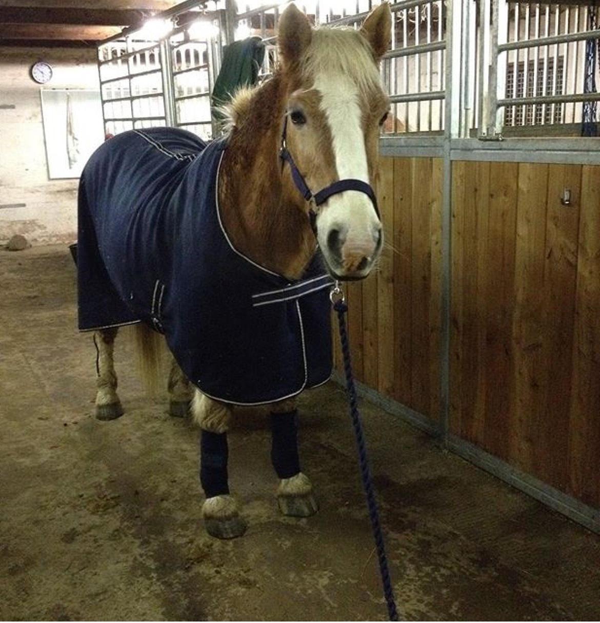 Haflinger Theo - Fotomodel billede 11