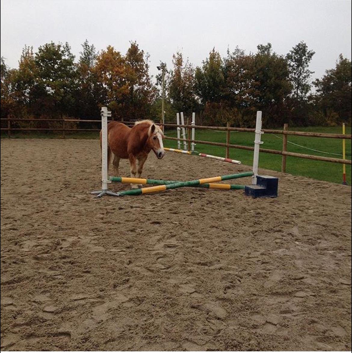 Haflinger Theo - "Springet" billede 15