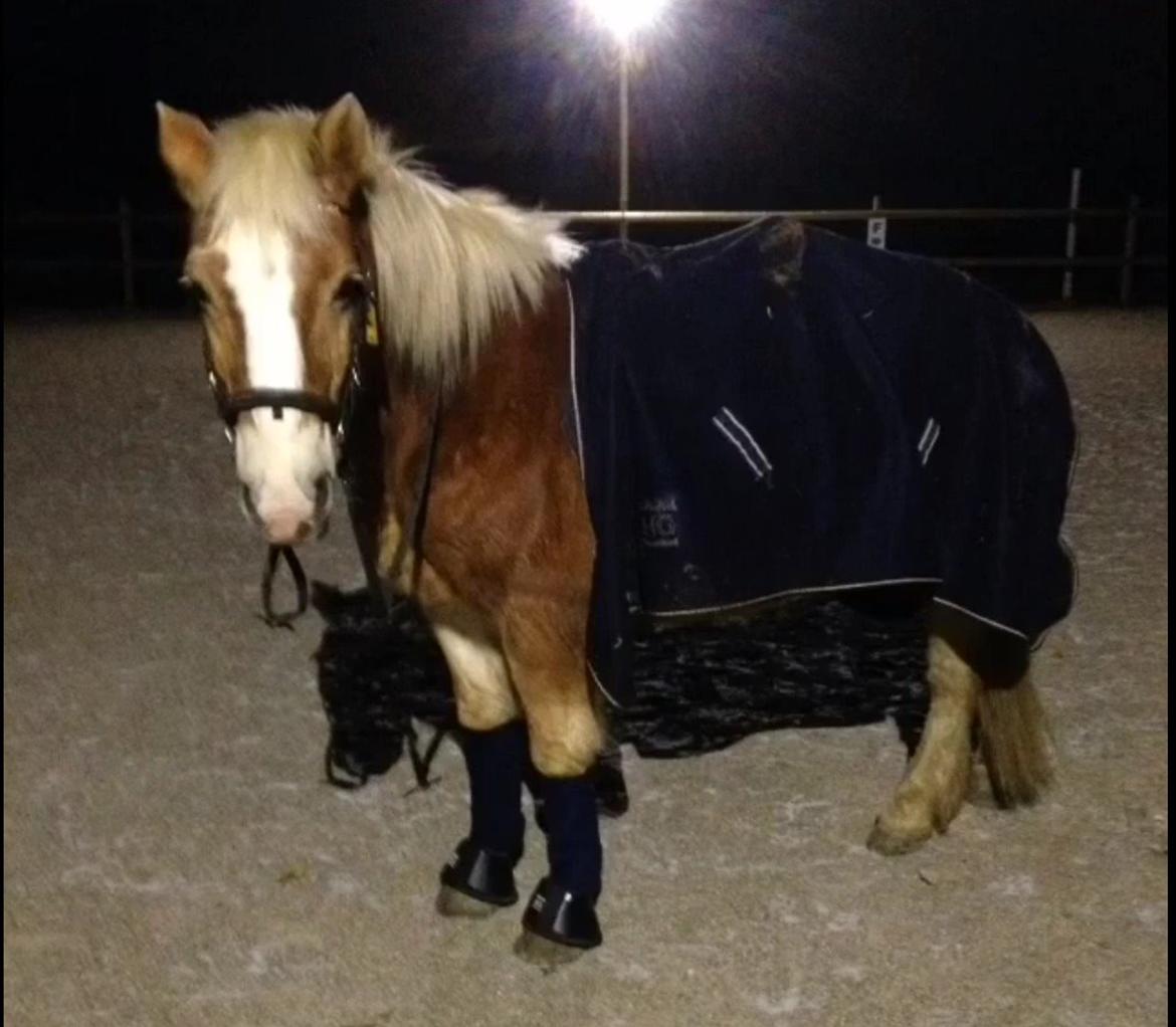Haflinger Theo - My new look billede 20