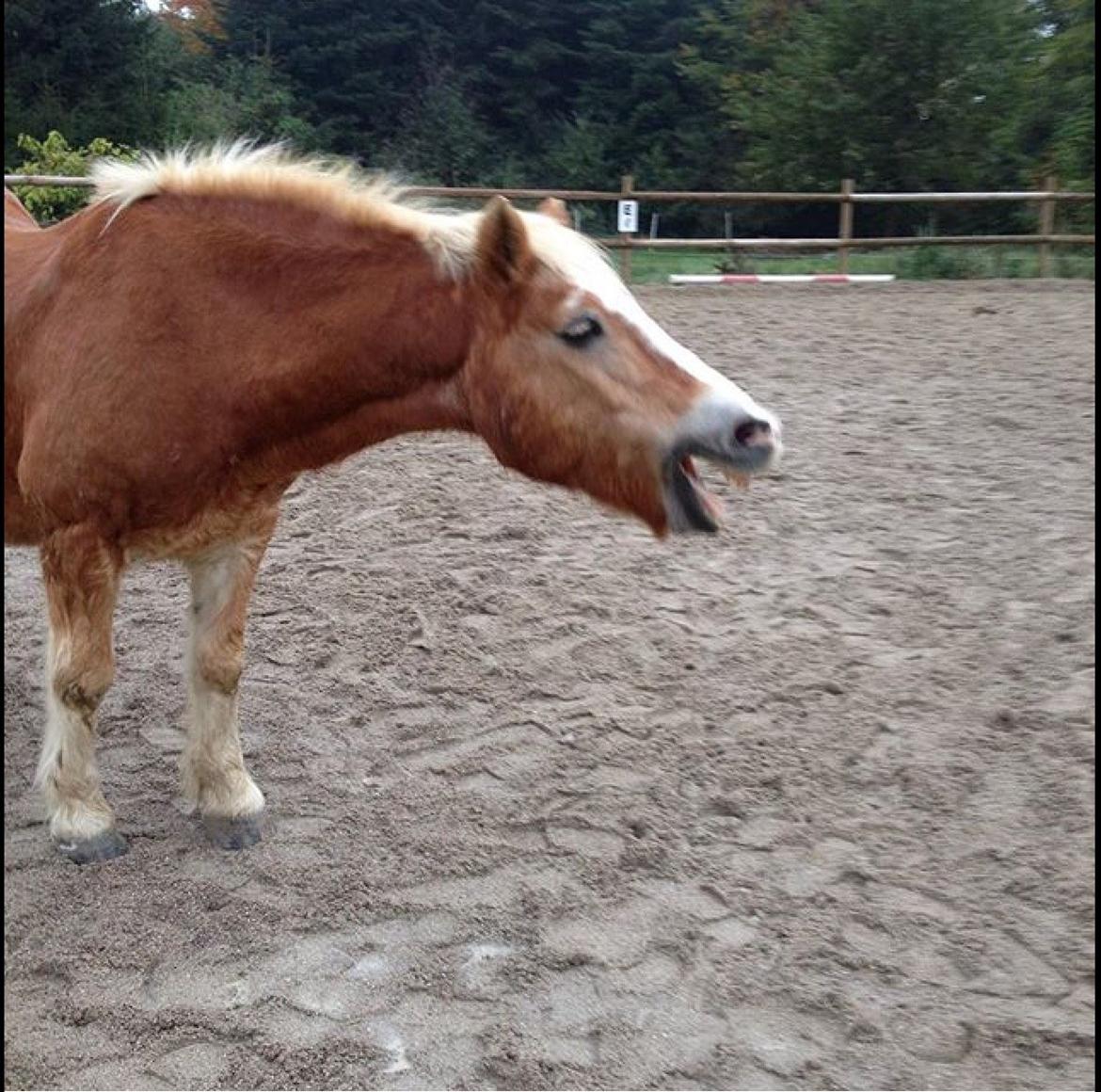Haflinger Theo - Gaab! billede 16