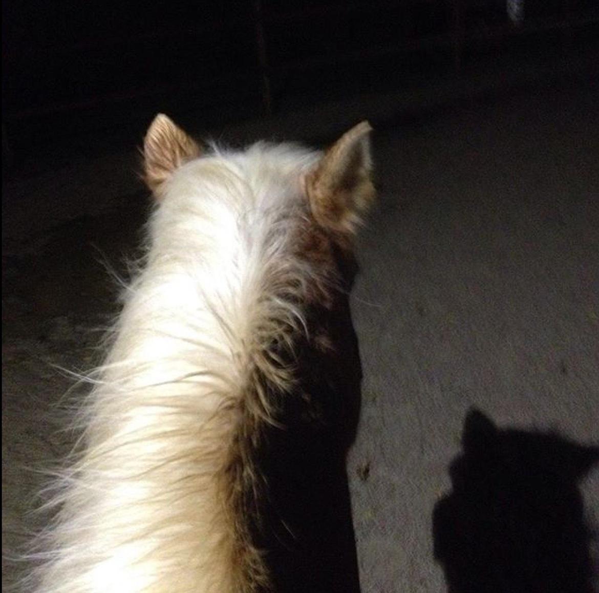 Haflinger Theo - My life🐴 billede 19