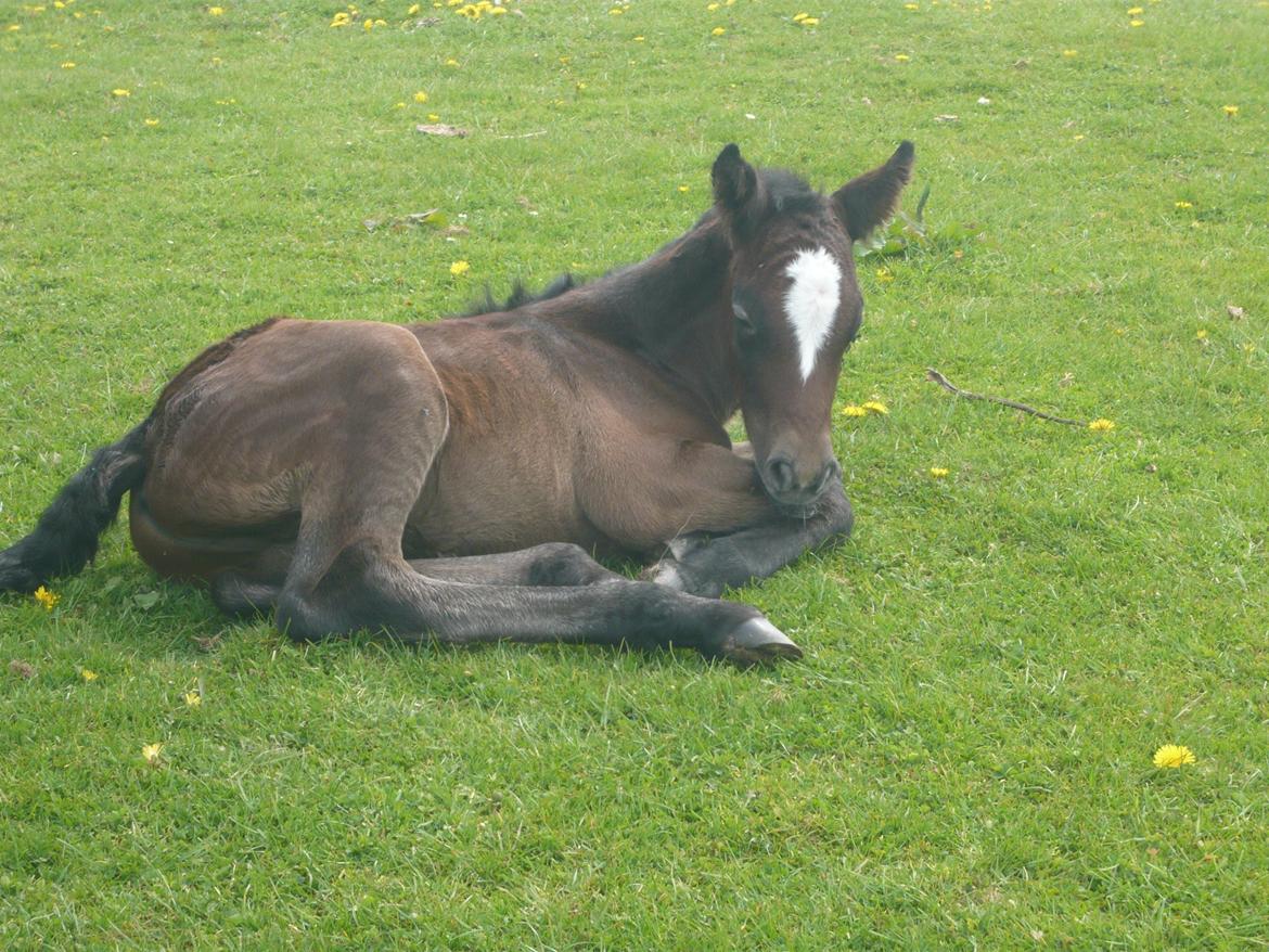 Connemara Bisgaard's Sputnik - Få timer gamel billede 18