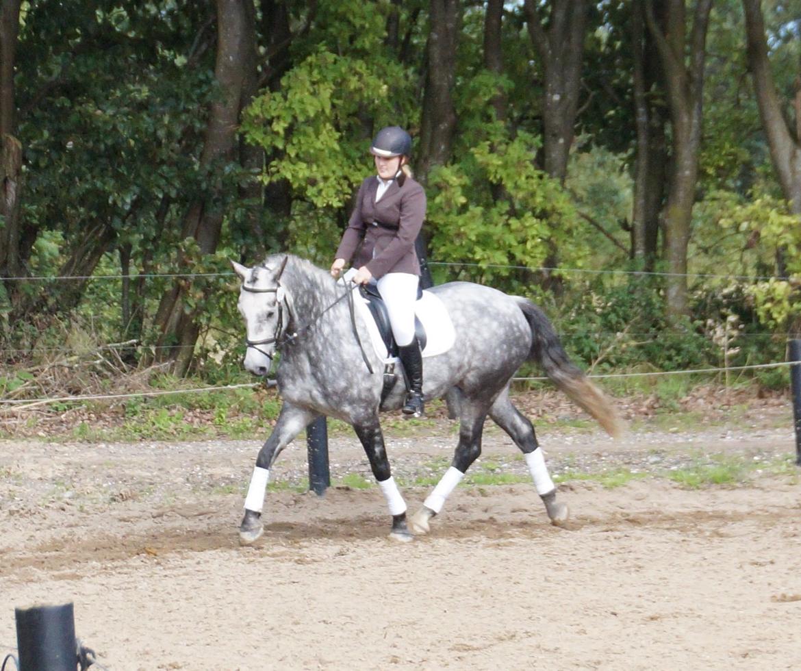 Connemara Bisgaard's Sputnik billede 10