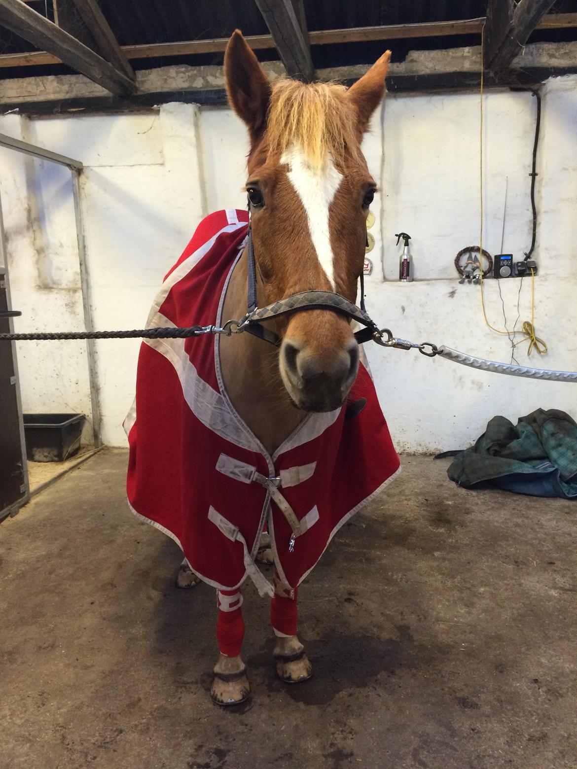 New Forest Skovly's Donna billede 2