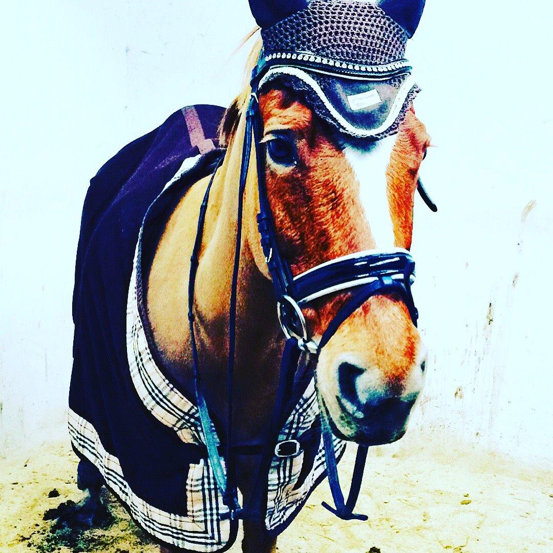 New Forest Skovly's Donna billede 1