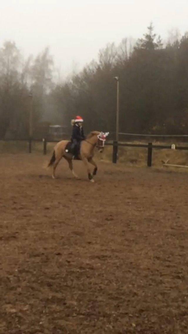 New Forest Skovly's Donna billede 5