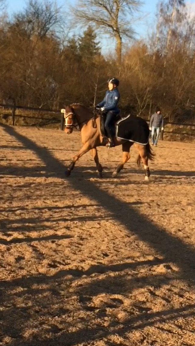 New Forest Skovly's Donna billede 7