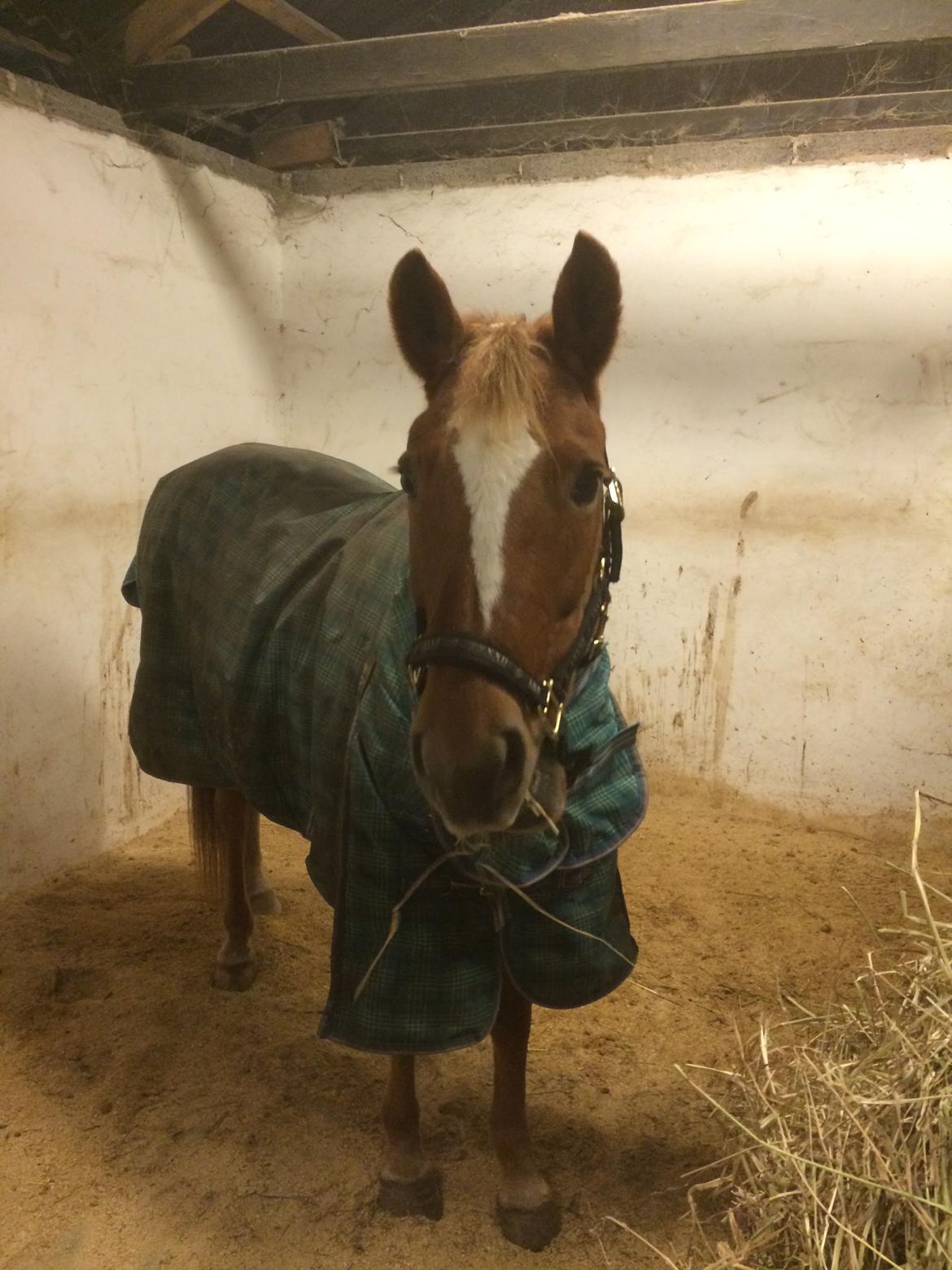 New Forest Skovly's Donna billede 8