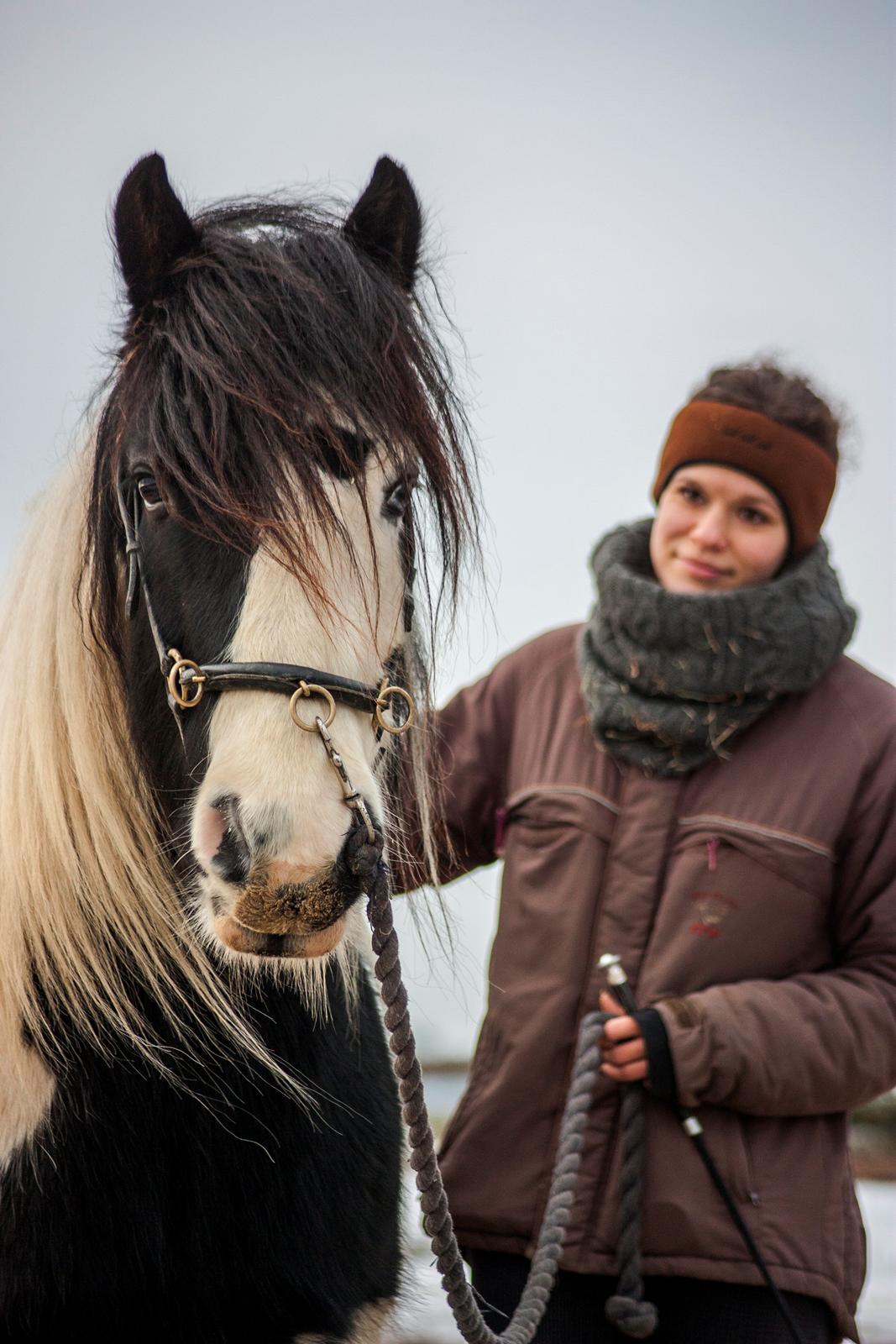 Irish Cob Gordon Blue billede 6