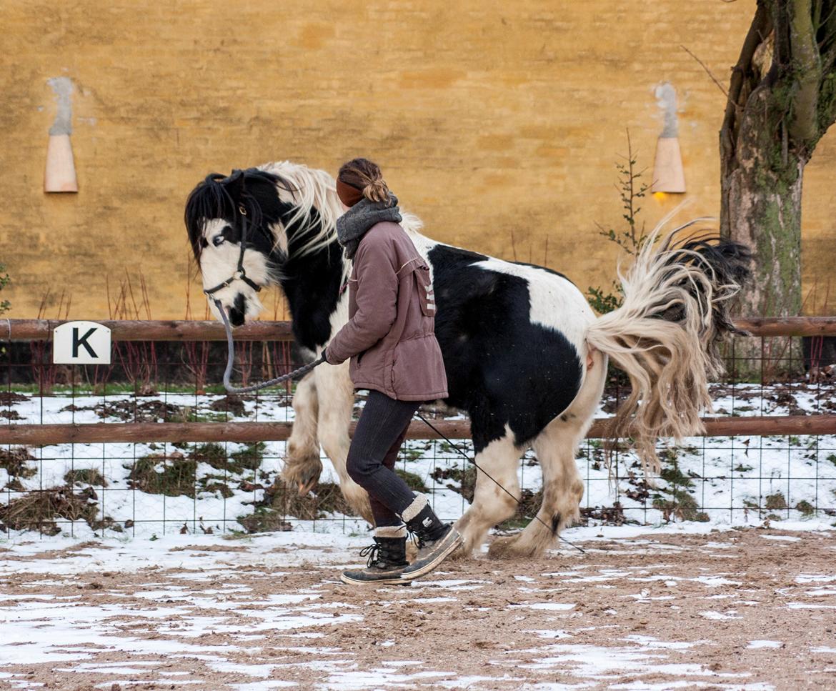 Irish Cob Gordon Blue billede 2