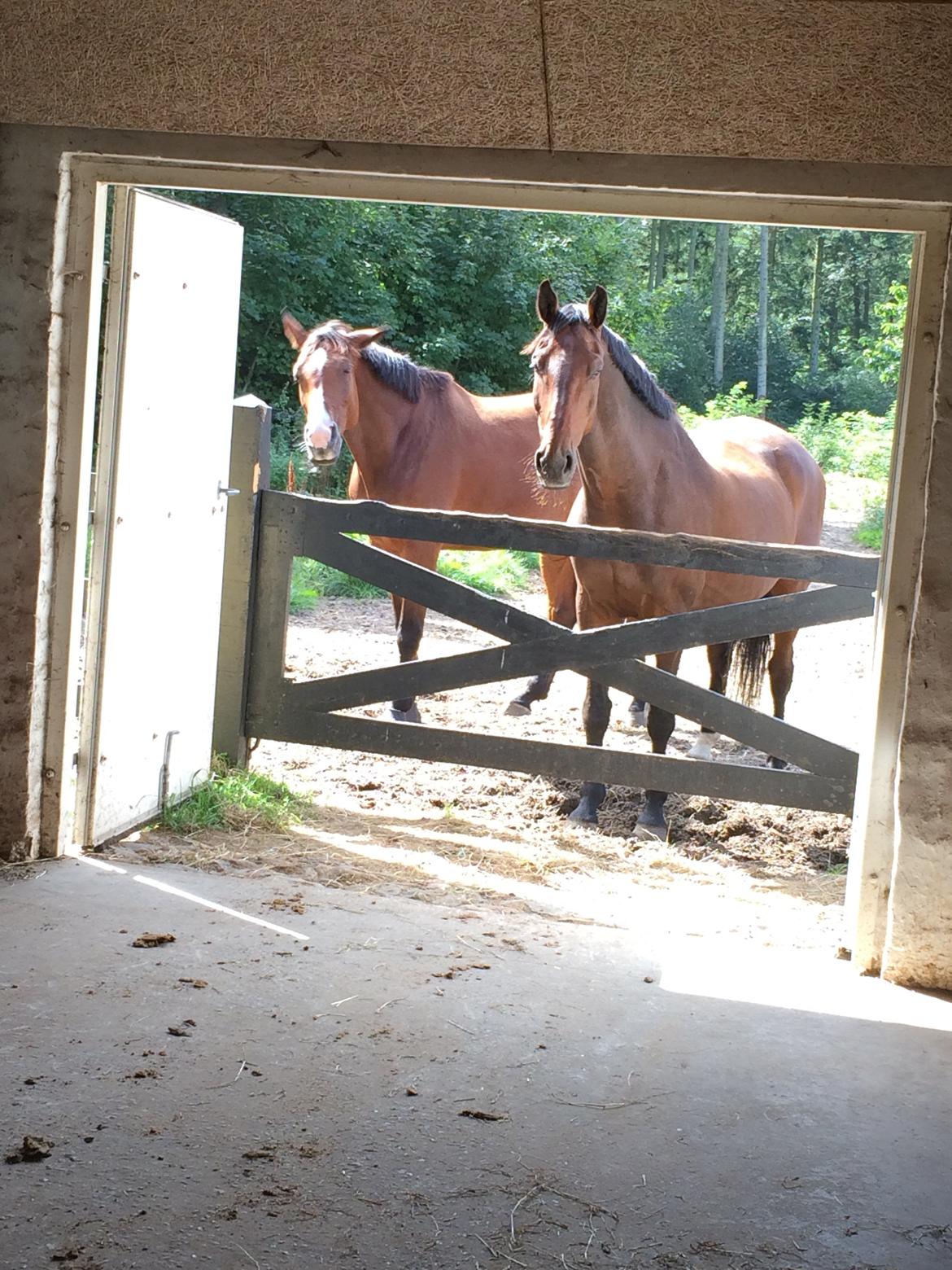 Dansk Varmblod Corona billede 9