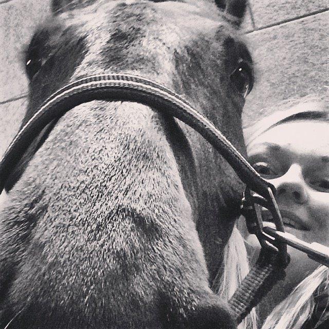 Dansk Varmblod Corona billede 10