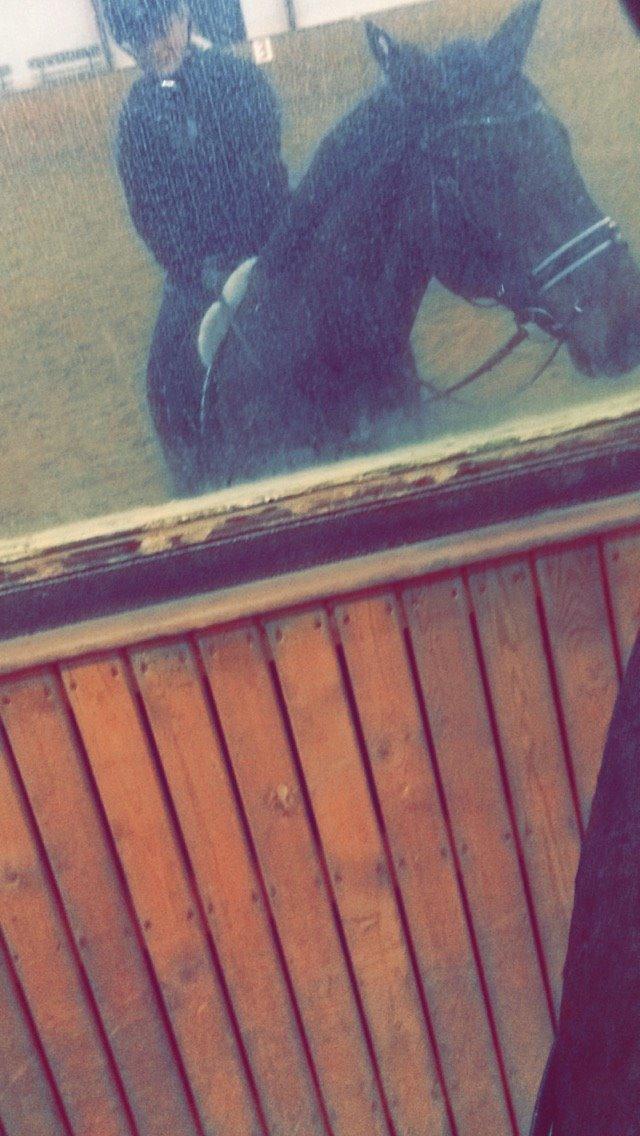 Dansk Varmblod Corona billede 14